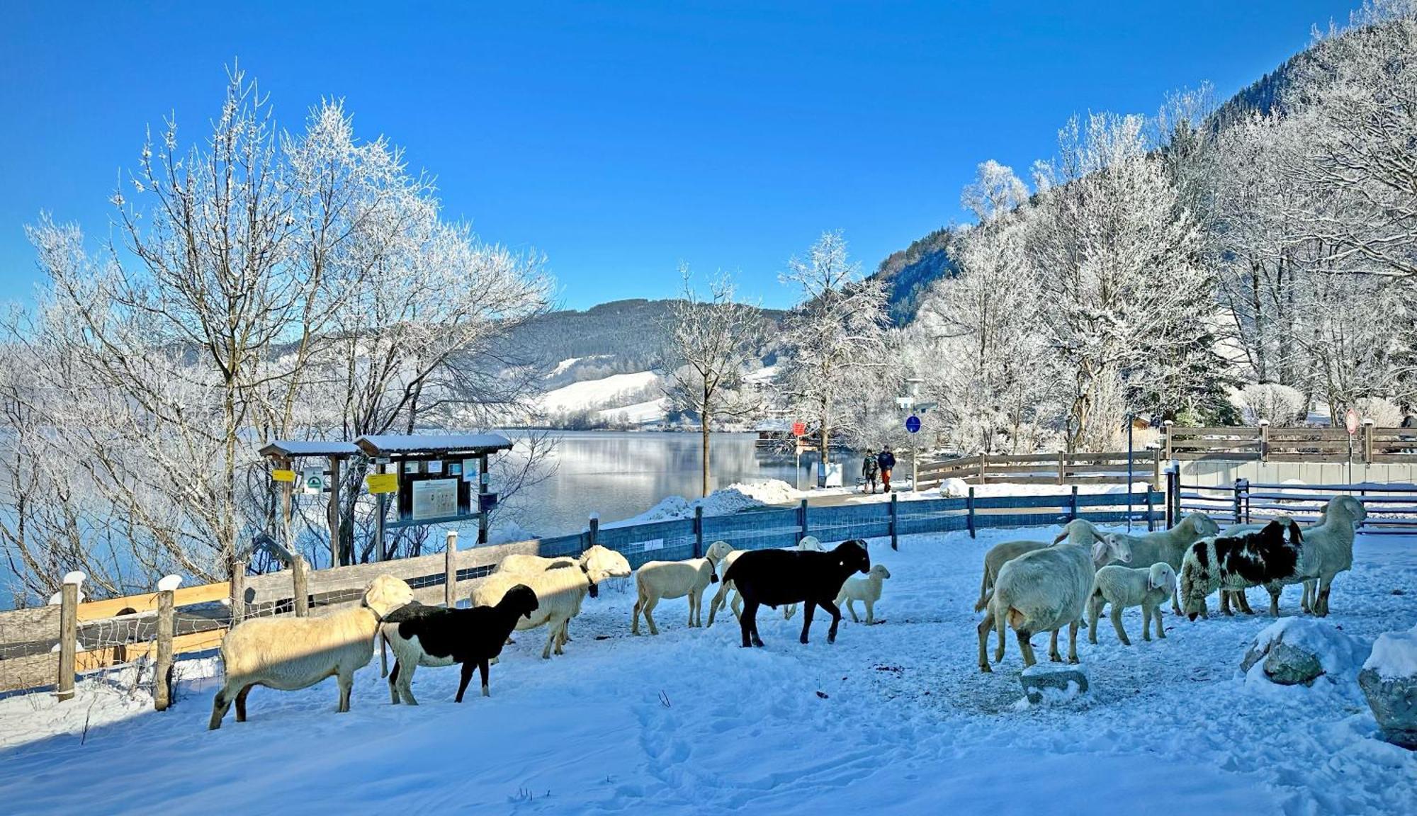Der Anderlbauer Am See Schliersee Exteriör bild